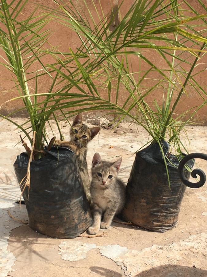 Casa Medina Marrakech Vandrerhjem Marrakesh Eksteriør bilde